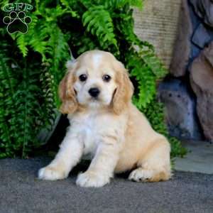 Amy, Cocker Spaniel Puppy