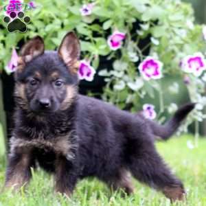 Amy, German Shepherd Puppy