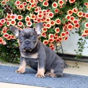 Amy, French Bulldog Puppy