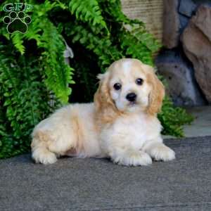 Amy, Cocker Spaniel Puppy