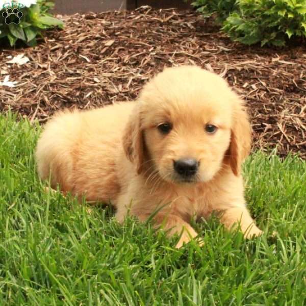 Ana, Golden Retriever Puppy