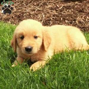 Ana, Golden Retriever Puppy