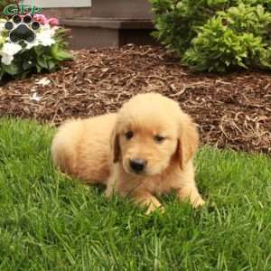 Ana, Golden Retriever Puppy