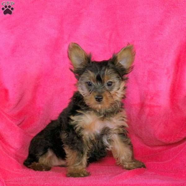Andrea, Yorkie Puppy