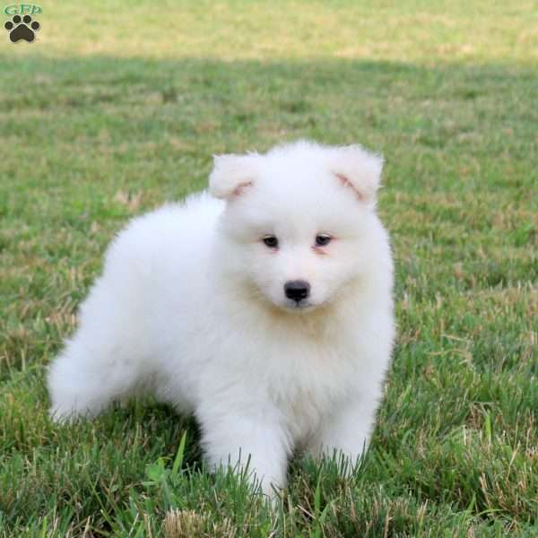 Andrea, Samoyed Puppy