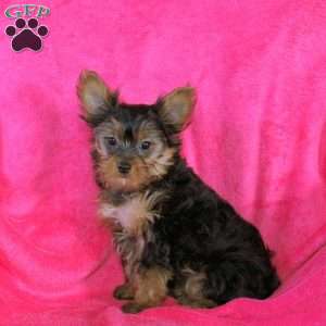 Andrea, Yorkie Puppy
