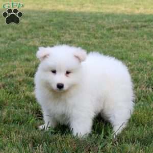 Andrea, Samoyed Puppy