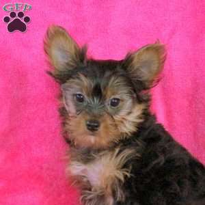 Andrea, Yorkie Puppy