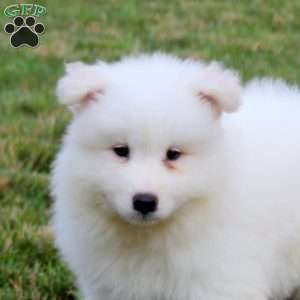 Andrea, Samoyed Puppy