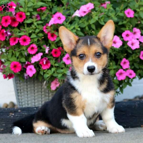 Andrea, Welsh Corgi Mix Puppy