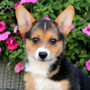 Andrea, Welsh Corgi Mix Puppy