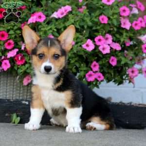 Andrea, Welsh Corgi Mix Puppy