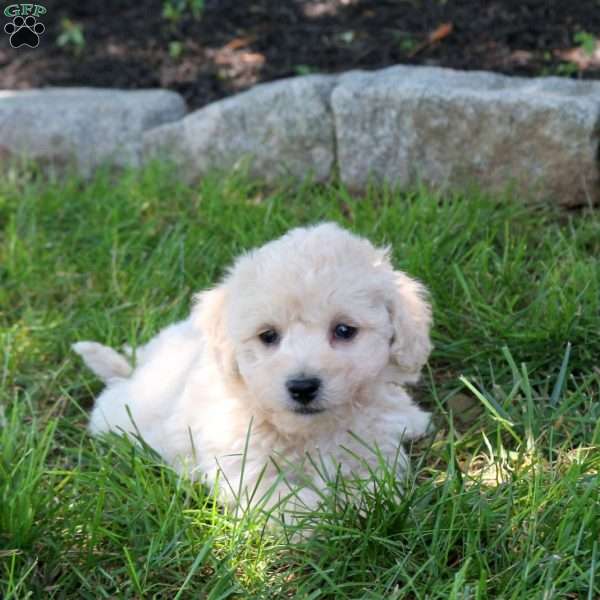Andy, Bich-Poo Puppy