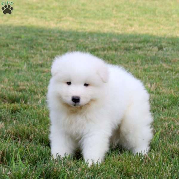 Andy, Samoyed Puppy