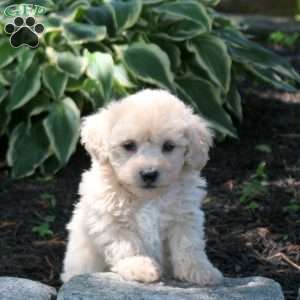 Andy, Bich-Poo Puppy