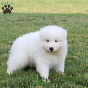 Andy, Samoyed Puppy