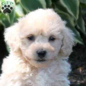 Andy, Bich-Poo Puppy