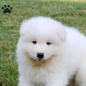 Andy, Samoyed Puppy