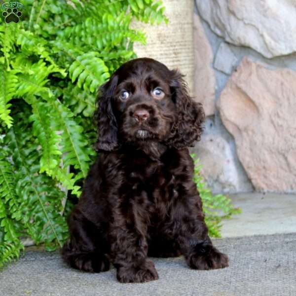Andy, Cocker Spaniel Puppy