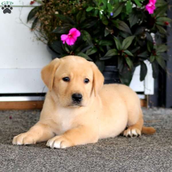 Andy, Yellow Labrador Retriever Puppy
