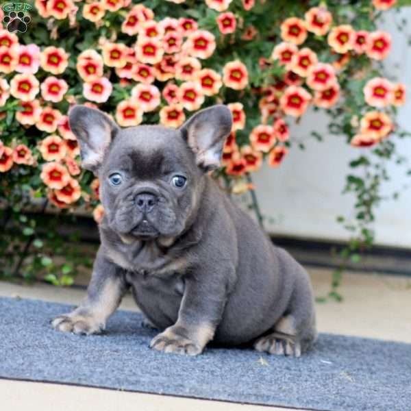 Andy, French Bulldog Puppy