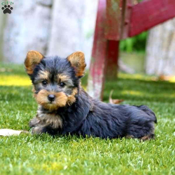 Andy, Yorkie Puppy