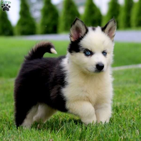 Andy, Pomsky Puppy