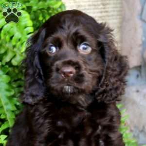 Andy, Cocker Spaniel Puppy