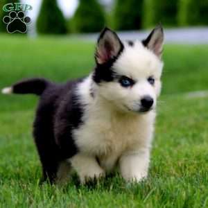 Andy, Pomsky Puppy