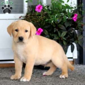 Andy, Yellow Labrador Retriever Puppy