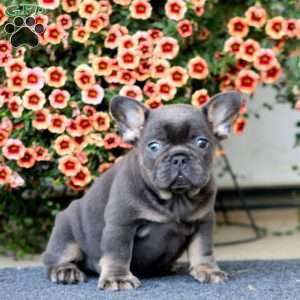Andy, French Bulldog Puppy