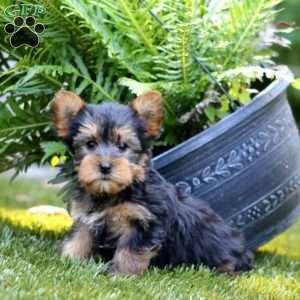 Andy, Yorkie Puppy