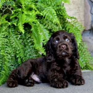 Andy, Cocker Spaniel Puppy