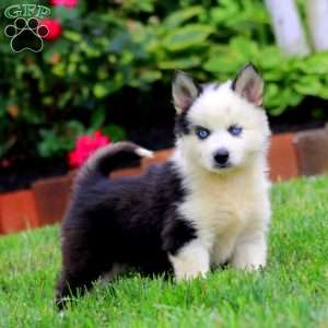 Andy, Pomsky Puppy
