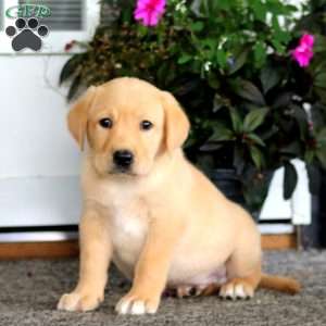 Andy, Yellow Labrador Retriever Puppy