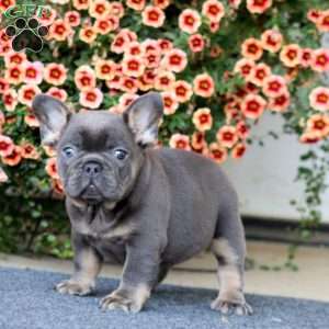 Andy, French Bulldog Puppy