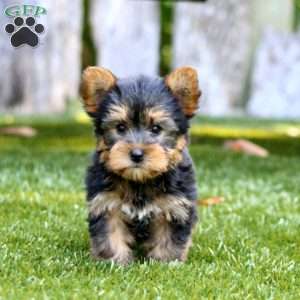Andy, Yorkie Puppy