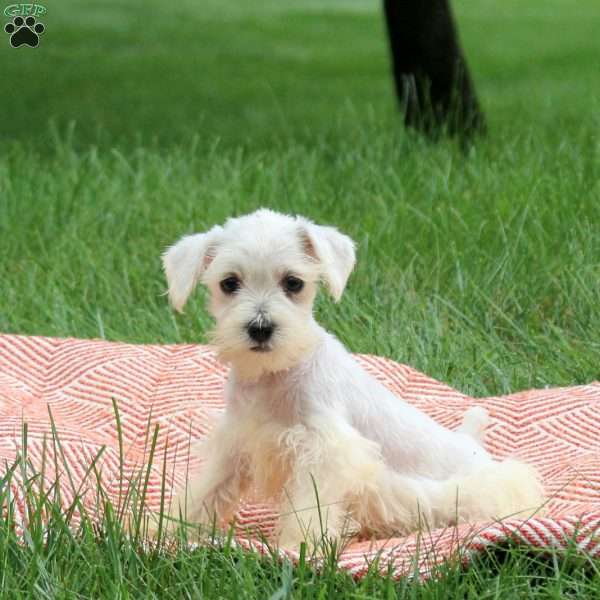 Angel, Miniature Schnauzer Puppy