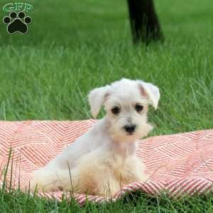 Angel, Miniature Schnauzer Puppy