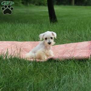 Angel, Miniature Schnauzer Puppy