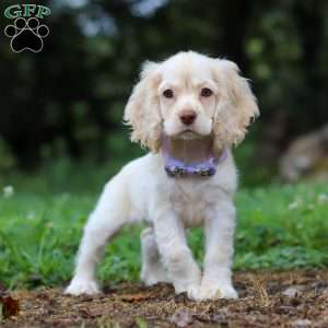 Angela, Cocker Spaniel Puppy