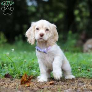 Angela, Cocker Spaniel Puppy