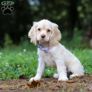 Angela, Cocker Spaniel Puppy