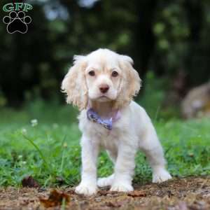 Angela, Cocker Spaniel Puppy