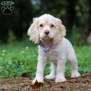 Angela, Cocker Spaniel Puppy