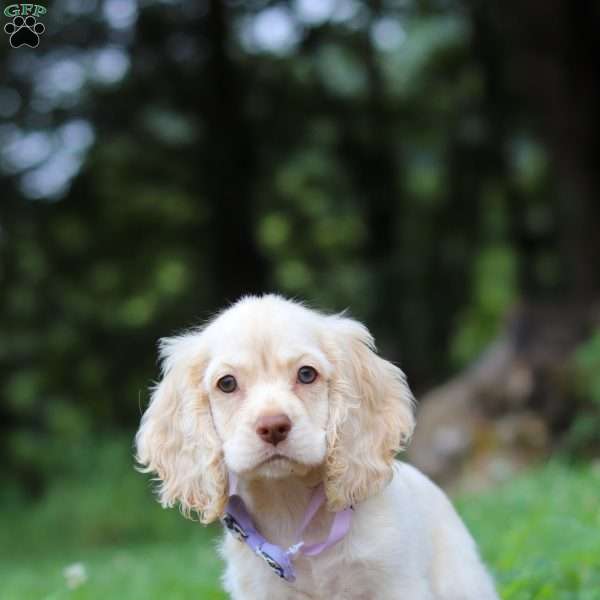 Angela, Cocker Spaniel Puppy