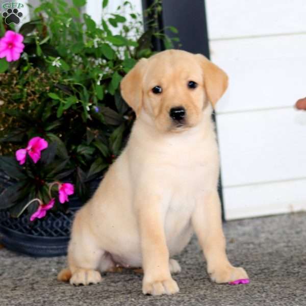 Angela, Yellow Labrador Retriever Puppy
