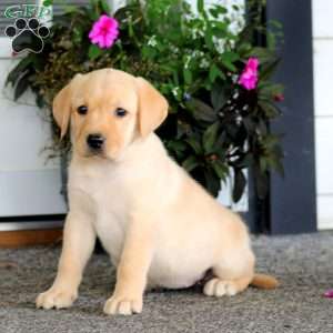 Angela, Yellow Labrador Retriever Puppy