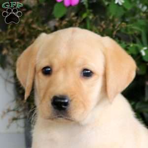 Angela, Yellow Labrador Retriever Puppy