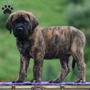 Angelo, English Mastiff Puppy